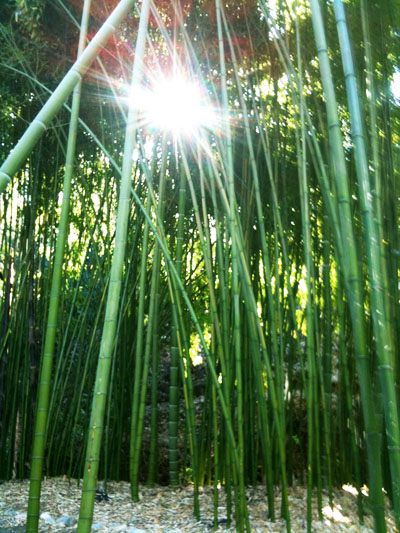 Huge Giant Bamboo Grove California
